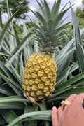 Fresh Pineapples