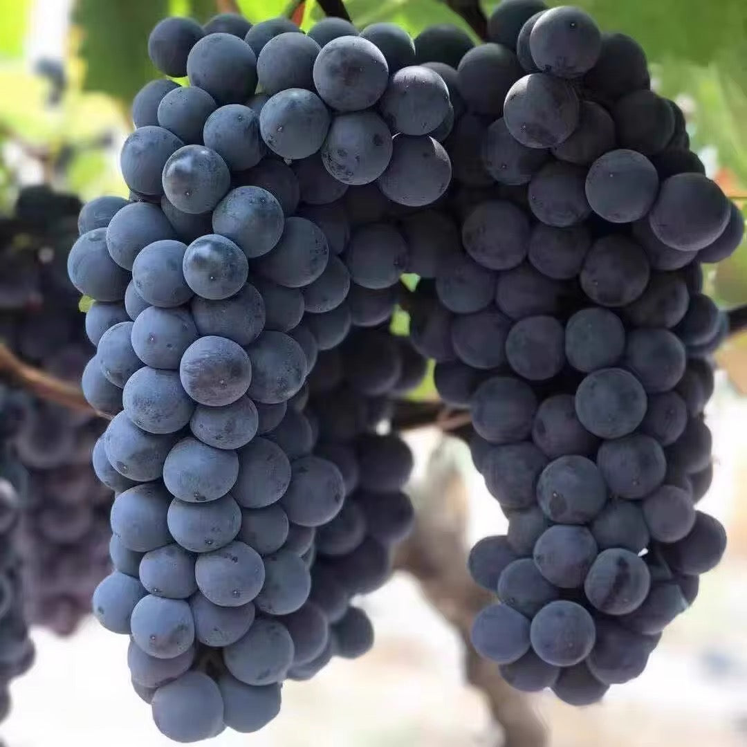 Organic Grapes