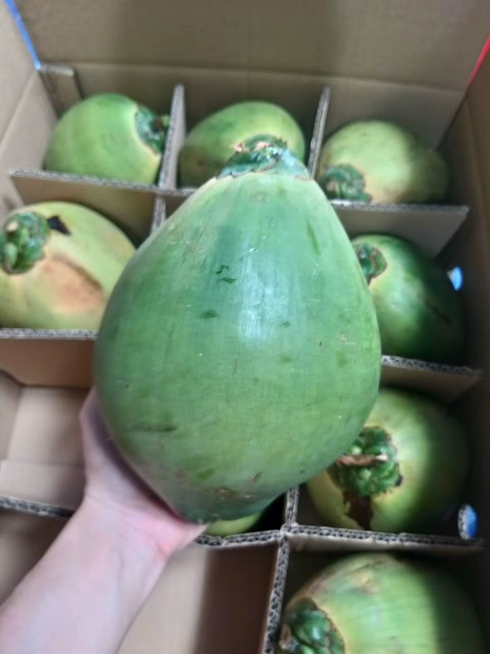 Young Coconuts case of nine.