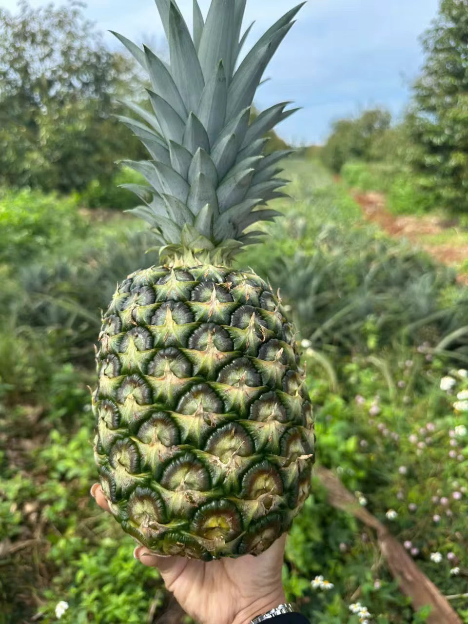 Fresh Pineapples