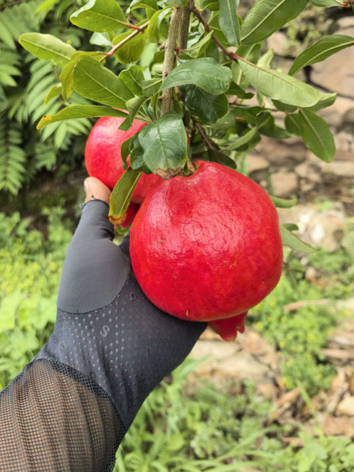 Box of 12 Premium Organic Greenhouse Fresh Pomegranate