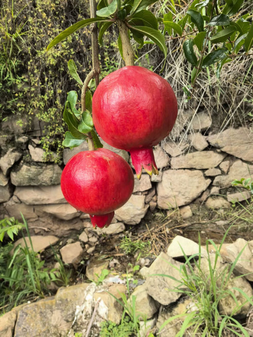 Box of 12 Premium Organic Greenhouse Fresh Pomegranate